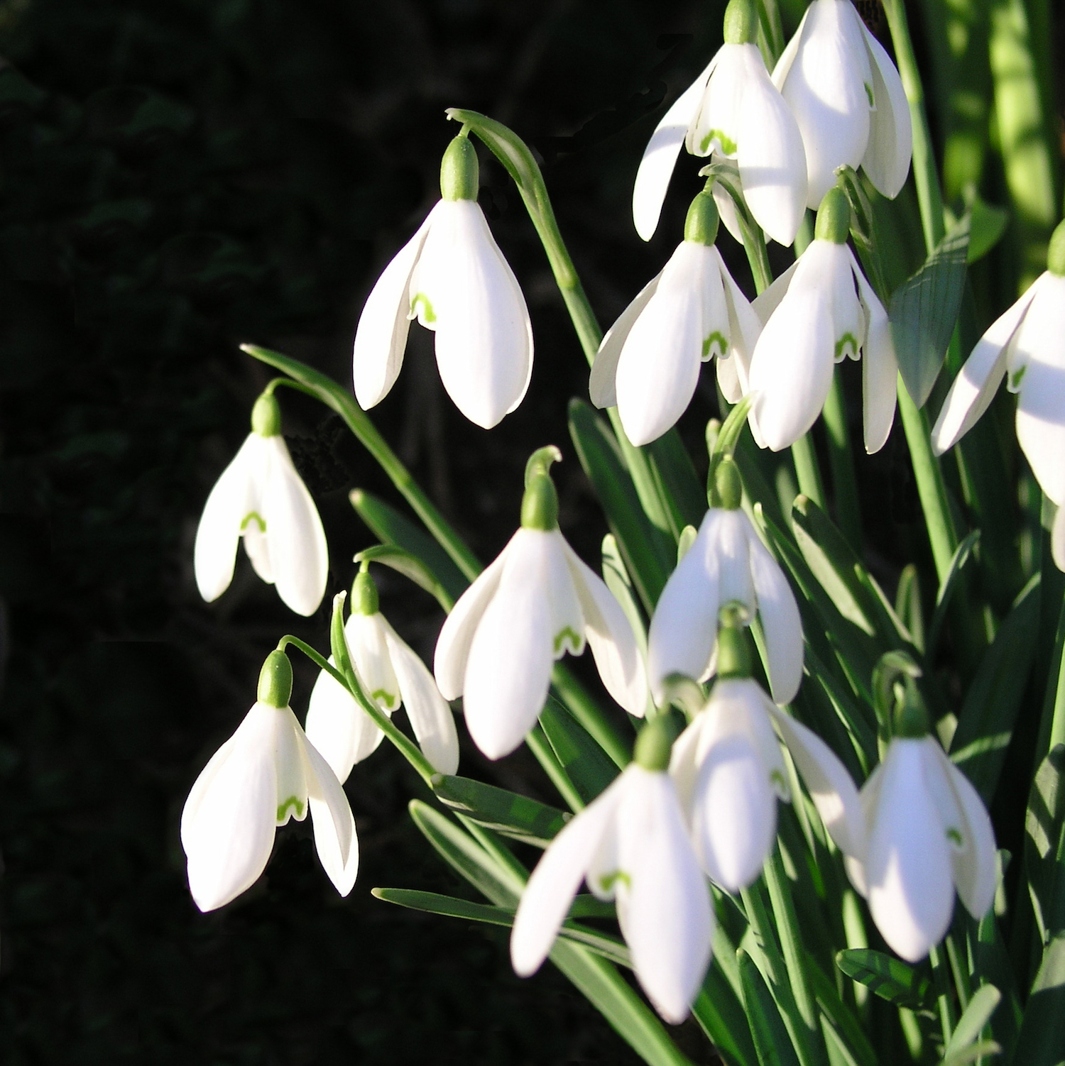 A greetings card with a close up picture of snowdrops